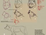 Drawing Realistic Wolves Guides to Drawing Wolves Drawing Pinterest Drawings Art and