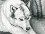 Drawing Realistic Wolves Realistic Wolf Drawings Google Search Drawing Class Ideas