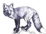 Drawing Realistic Wolves Red Fox Sketches Google Search Beautiful Creativity Pinterest