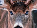 Drawing Reindeer Eyes Fantastic Photo Showing Reflection In the Bucks Eyes Nothing Was