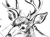 Drawing Reindeer Eyes Pin by Chand On Animals Pinterest Drawings Animal Drawings and