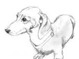 Drawing Sausage Dogs 57 Best Chooch Images In 2019 Dachshund Dog Sausages Dachshund
