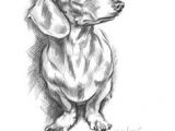Drawing Sausage Dogs Dachshund Clube something S Sketchy Dachshund Dogs Dachshund Art