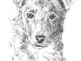 Drawing Short Dog Hair How to Draw A Dog From A Photograph