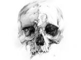 Drawing Skull Model 45 Best Skull Designs Images Drawings Skull Design Skulls
