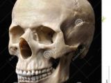 Drawing Skull Model 75 Best Skull Construction Images Drawings Anatomy Reference