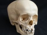 Drawing Skull Reference Human Fetal Skulls for Sale the Bone Room Altared States