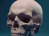 Drawing Skull Reference Pin by Mo the Plaguer On Vislib Anatomy Pinterest Anatomy