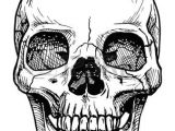 Drawing Skull Reference Skull Drawing Vector Black and White Illustration Of Human Skull