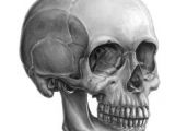 Drawing Skull Side View 365 Best the Human Skull Images In 2019 Skulls Skull Bones