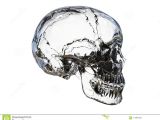 Drawing Skull Side View Glass Side View Of A Human Skull Stock Illustration Illustration