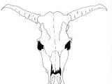 Drawing Skulls Easy How to Draw A Cow Skull for Georgia O Keeffe Famous Artist
