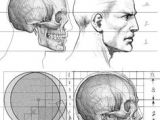 Drawing Skulls Proportions 174 Best Anatomy Reference Head Neck Skull Images Drawing Heads
