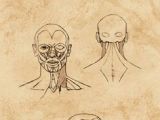 Drawing Skulls Proportions 457 Best Face Proportions C Images Facial Proportions