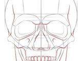 Drawing Skulls Proportions 8 Best Skulls Images On Pinterest Skull Tattoos Skulls and Bones