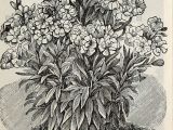 Drawing Tree Motifs Flowers Creepers Bea Stock Photos Bea Stock Images Page 7 Alamy