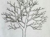 Drawing Trees Tumblr Pin by Brandie Vickers On Drawings Pinterest Drawing Trees