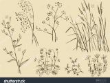 Drawing Vector Fields Field Flowersgrass Stock Vector Royalty Free 63977320 Shutterstock