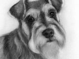 Drawing with Dogs Drawing Ideas Dog by Crisc Schnauzers In 2019 Pinterest