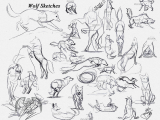 Drawing Wolf Anatomy 14 Anatomy Drawing Wolf for Free Download On Ayoqq org