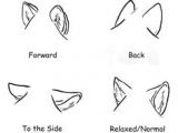 Drawing Wolf Ears 63 Best How to Draw Ears Images Drawing Tips How to Draw Manga