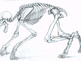 Drawing Wolf Legs Anatomy Of A Werewolf Google Search Draw Paint Werewolf