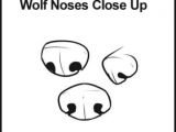 Drawing Wolf Nose How to Draw Wolves Step 4 Here are some Different Types Of Noses