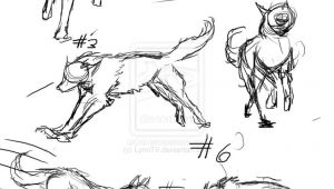 Drawing Wolf Poses Drawing Wolf Ideas Google Search Draw Photo Animal Anatomy