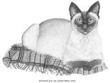 Drawings Of A White Cat Pen and Ink Pointillism Illustration Print Drawing Realistic Art