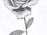 Drawings Of Beautiful Roses 41 Best Black and White Roses Images Pencil Drawings Paintings