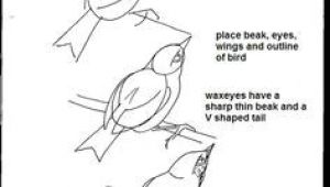 Drawings Of Birds Eyes 17 Best Birds Images Drawing Birds Bird Drawings Birds