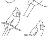 Drawings Of Birds Eyes 306 Best Drawing Birds Images Pencil Drawings Bird Drawings
