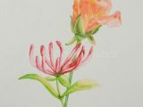 Drawings Of Birth Flowers Rose and Honeysuckle June Birthday Flower original Watercolor