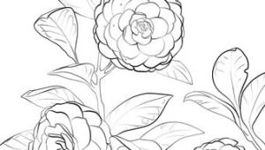 Drawings Of Camellia Flowers Japanese Camellia Coloring Page Flower Coloring Coloring Pages