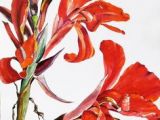 Drawings Of Canna Flowers 111 Best Canna Art Images Flower Art Art Pictures Floral Paintings