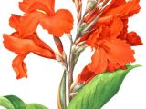 Drawings Of Canna Flowers Red Canna Lily Botanical Art 1972 Vintage Canna Botanical Print