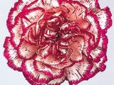 Drawings Of Carnation Flowers 14 Best January Birth Flowers Red Carnation and White Snowdrop