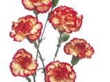 Drawings Of Carnation Flowers 27 Best Mini Carnations Images Mini Carnations Bridal Bouquets