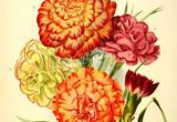 Drawings Of Carnation Flowers 509 Best Carnation Images In 2019 Flower Art Art Floral Art