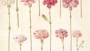 Drawings Of Carnation Flowers Dianthus Carnation Botanical Ephemera and Prints Pinterest
