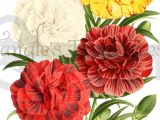 Drawings Of Carnation Flowers Vintage Carnations Clipart High Resolution Printable Artwork