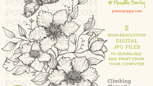 Drawings Of Climbing Flowers Power Poppy the Blog Keep Climbing with Our New Clematis Digi