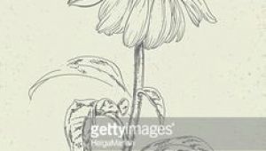 Drawings Of Cone Flowers 55 Best Wildflower Drawing Images Botanical Drawings Drawings