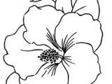 Drawings Of Different Flowers 99 Best Flower Design Drawing Images Drawing Flowers Floral