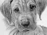 Drawings Of Dog Eyes 569 Best Pencil Pen Color Pencil Drawing and Charcoal too
