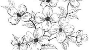 Drawings Of Dogwood Flowers 18 Best Dogwood Images Dogwood Flowers Dogwood Flower Tattoos