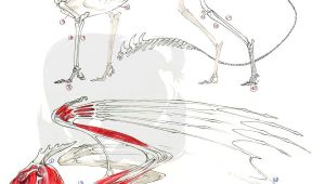 Drawings Of European Dragons European Dragon Anatomy by Pythosblaze Deviantart Com Monsters