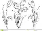 Drawings Of Flowers In Black and White Tulip Flower Graphic Black White isolated Sketch Illustration Stock