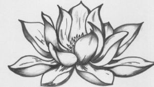 Drawings Of Flowers Lotus 9 Lotus Flower Drawing 45×30 Cm A C 2008 by Katarina Svedlund