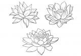 Drawings Of Flowers Lotus 9 Royalty Free Sacred Lotus Flowers Clip Art Vector Images